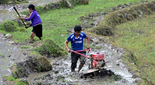 Полюбуемся террасными рисовыми полями в Шапе в сезон заливных полей ảnh 6 Полюбуемся террасными рисовыми полями в Шапе в сезон заливных полей ảnh 6