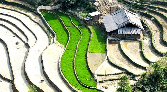 Полюбуемся террасными рисовыми полями в Шапе в сезон заливных полей ảnh 7 Полюбуемся террасными рисовыми полями в Шапе в сезон заливных полей ảnh 7