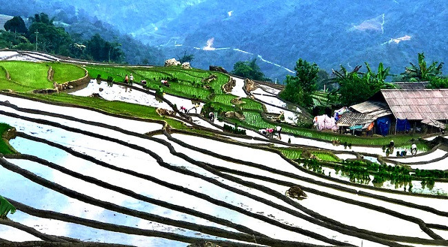 Полюбуемся террасными рисовыми полями в Шапе в сезон заливных полей ảnh 3 Полюбуемся террасными рисовыми полями в Шапе в сезон заливных полей ảnh 3