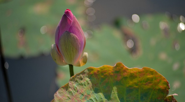 Приятный аромат лотоса в родном городе Президента Хо Ши Мина в мае ảnh 3 Приятный аромат лотоса в родном городе Президента Хо Ши Мина в мае ảnh 3