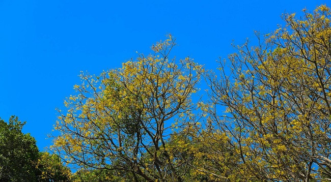 Немейские тонкотелы среди желтых огненных цветов на полуострове Шонча ảnh 3 Немейские тонкотелы среди желтых огненных цветов на полуострове Шонча ảnh 3