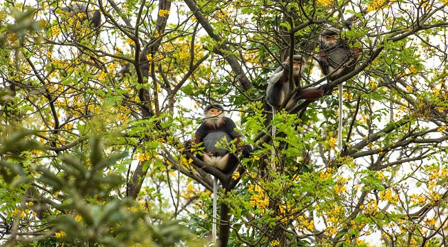 Немейские тонкотелы среди желтых огненных цветов на полуострове Шонча ảnh 5 Немейские тонкотелы среди желтых огненных цветов на полуострове Шонча ảnh 5