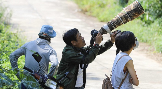 Немейские тонкотелы среди желтых огненных цветов на полуострове Шонча ảnh 8 Немейские тонкотелы среди желтых огненных цветов на полуострове Шонча ảnh 8