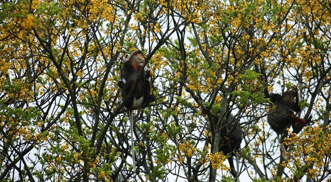 Немейские тонкотелы среди желтых огненных цветов на полуострове Шонча ảnh 7 Немейские тонкотелы среди желтых огненных цветов на полуострове Шонча ảnh 7
