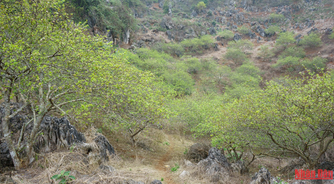 Красота плоскогорья Моктяу ảnh 9 Красота плоскогорья Моктяу ảnh 9