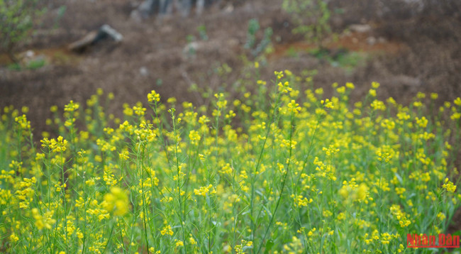 Красота плоскогорья Моктяу ảnh 11 Красота плоскогорья Моктяу ảnh 11