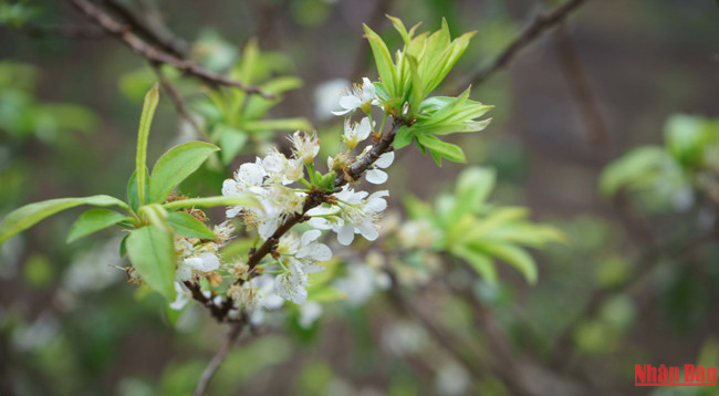 Красота плоскогорья Моктяу ảnh 8 Красота плоскогорья Моктяу ảnh 8