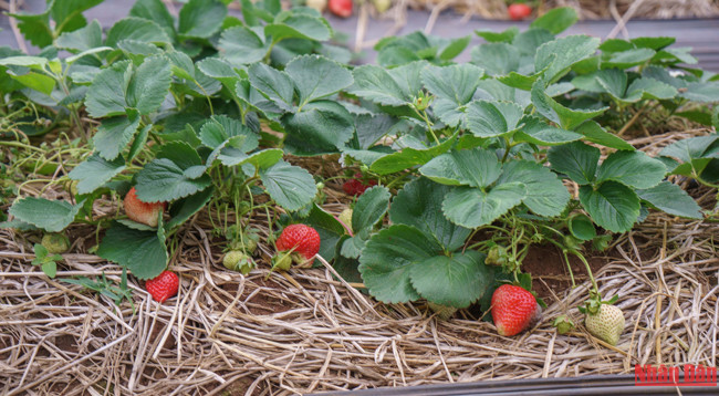 Красота плоскогорья Моктяу ảnh 7 Красота плоскогорья Моктяу ảnh 7