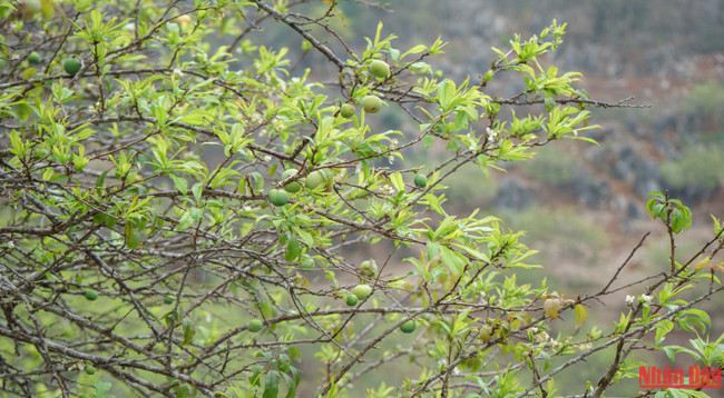 Красота плоскогорья Моктяу ảnh 10 Красота плоскогорья Моктяу ảnh 10