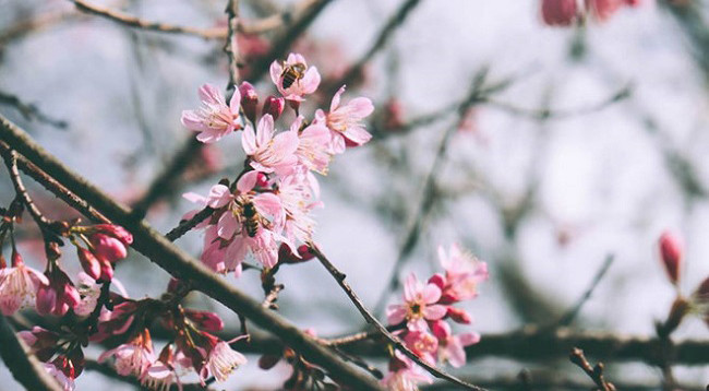 Рано цветущая тайская сакура в Далате привлекает туристов ảnh 4 Рано цветущая тайская сакура в Далате привлекает туристов ảnh 4