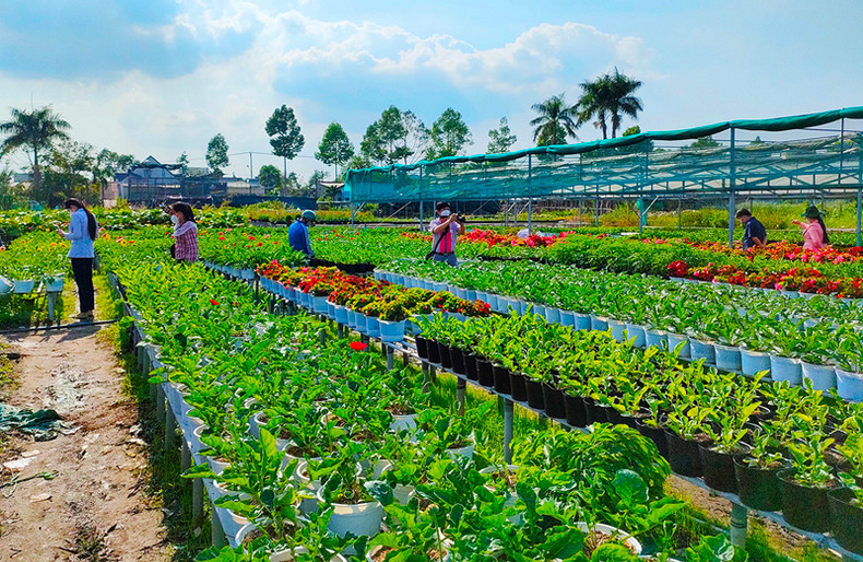 Цветочная деревня Шадек в преддверии Тэта ảnh 4 Цветочная деревня Шадек в преддверии Тэта ảnh 4