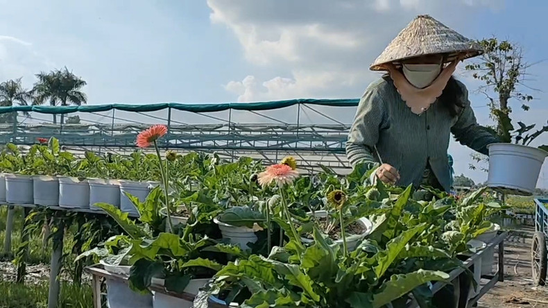 Цветочная деревня Шадек в преддверии Тэта ảnh 5 Цветочная деревня Шадек в преддверии Тэта ảnh 5