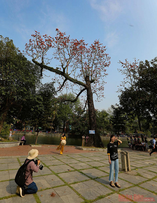Пагода Тхэй в сезон цветения деревьев бомбакс сейба ảnh 9 Пагода Тхэй в сезон цветения деревьев бомбакс сейба ảnh 9