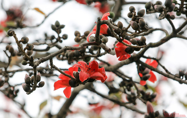 Пагода Тхэй в сезон цветения деревьев бомбакс сейба ảnh 2 Пагода Тхэй в сезон цветения деревьев бомбакс сейба ảnh 2
