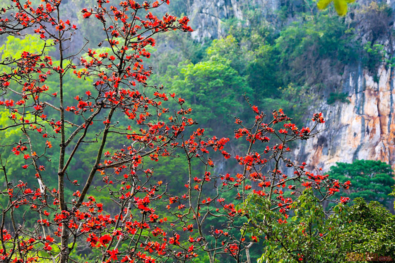 Пагода Тхэй в сезон цветения деревьев бомбакс сейба ảnh 10 Пагода Тхэй в сезон цветения деревьев бомбакс сейба ảnh 10