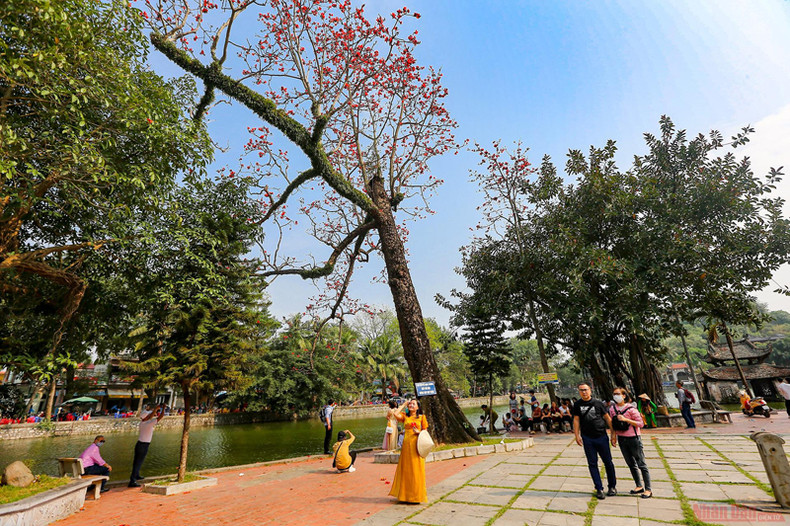 Пагода Тхэй в сезон цветения деревьев бомбакс сейба ảnh 1 Пагода Тхэй в сезон цветения деревьев бомбакс сейба ảnh 1