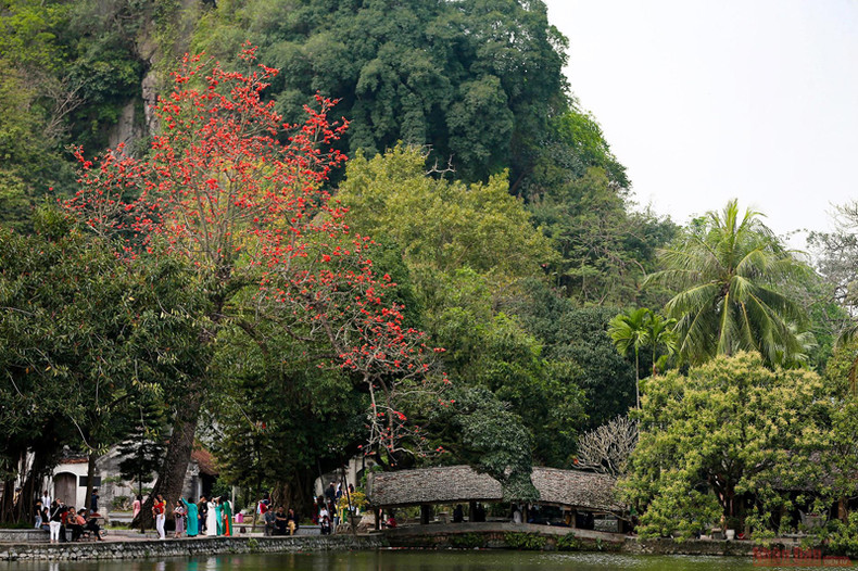 Пагода Тхэй в сезон цветения деревьев бомбакс сейба ảnh 6 Пагода Тхэй в сезон цветения деревьев бомбакс сейба ảnh 6
