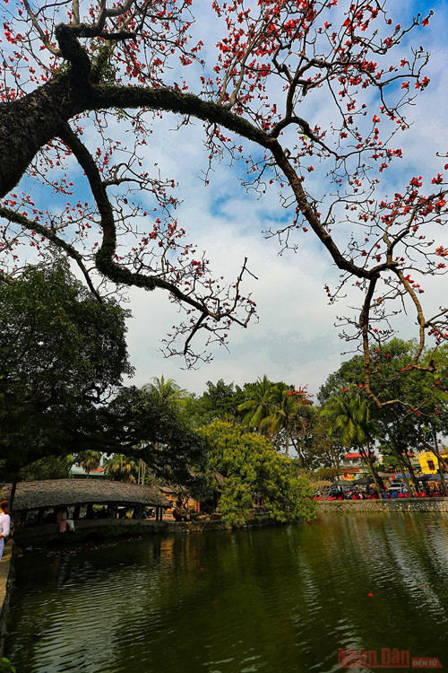 Пагода Тхэй в сезон цветения деревьев бомбакс сейба ảnh 7 Пагода Тхэй в сезон цветения деревьев бомбакс сейба ảnh 7