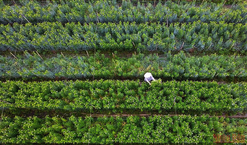 Апрель – сезон чистых лилий на улицах столицы ảnh 7