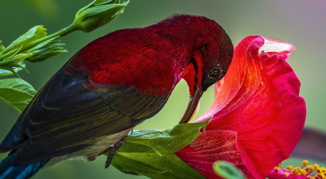 Откроем для себя полуостров Шонча ảnh 8 Откроем для себя полуостров Шонча ảnh 8