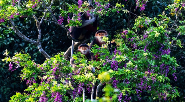 Откроем для себя полуостров Шонча ảnh 6 Откроем для себя полуостров Шонча ảnh 6