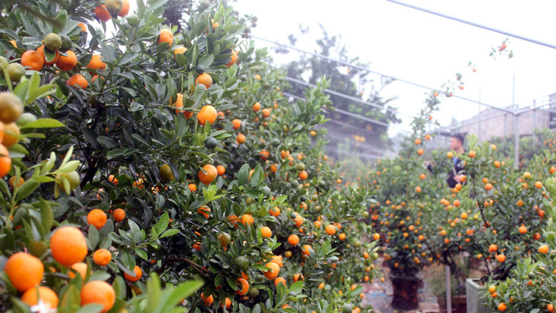 Традиционные ремесленные деревни в Ханое пронизаны атмосферой Тэта ảnh 2 Традиционные ремесленные деревни в Ханое пронизаны атмосферой Тэта ảnh 2