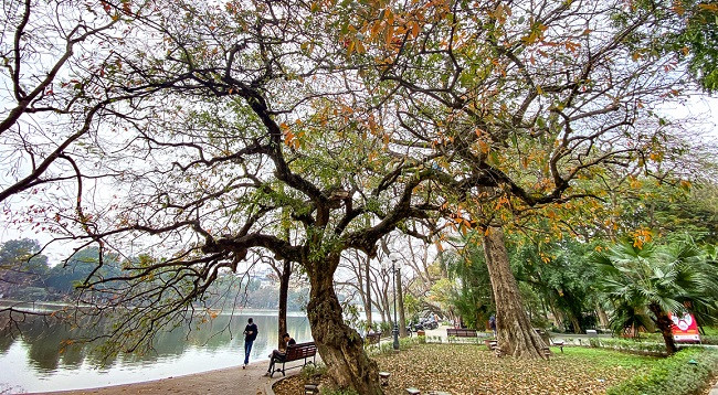 Ханой выглядит красиво во время листопада красной баррингтонии ảnh 1 Ханой выглядит красиво во время листопада красной баррингтонии ảnh 1