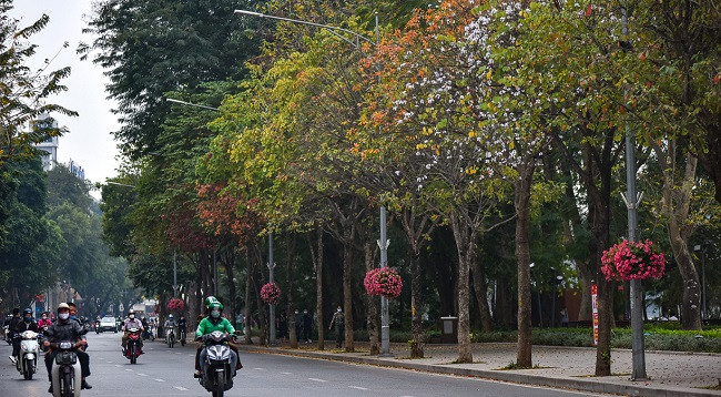 Ханой выглядит красиво во время листопада красной баррингтонии ảnh 4 Ханой выглядит красиво во время листопада красной баррингтонии ảnh 4