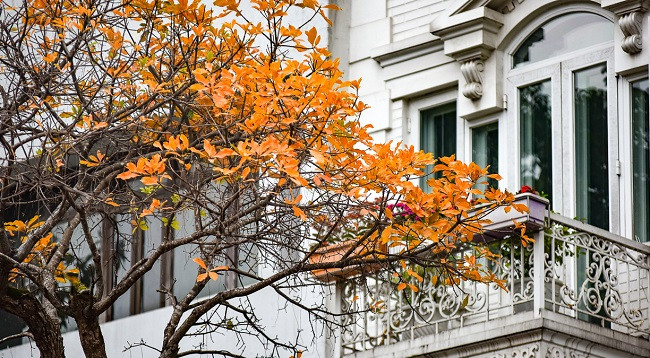 Ханой выглядит красиво во время листопада красной баррингтонии ảnh 5 Ханой выглядит красиво во время листопада красной баррингтонии ảnh 5