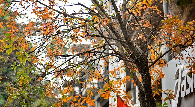 Ханой выглядит красиво во время листопада красной баррингтонии ảnh 6 Ханой выглядит красиво во время листопада красной баррингтонии ảnh 6