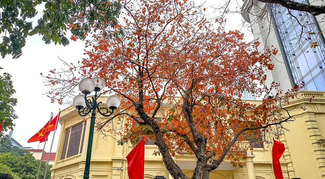 Ханой выглядит красиво во время листопада красной баррингтонии ảnh 3 Ханой выглядит красиво во время листопада красной баррингтонии ảnh 3