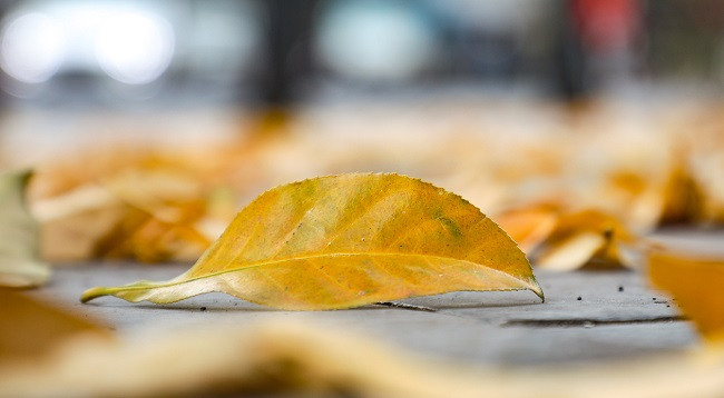 Ханой выглядит красиво во время листопада красной баррингтонии ảnh 9 Ханой выглядит красиво во время листопада красной баррингтонии ảnh 9