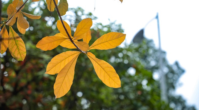 Ханой выглядит красиво во время листопада красной баррингтонии ảnh 2 Ханой выглядит красиво во время листопада красной баррингтонии ảnh 2