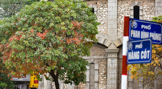 Ханой выглядит красиво во время листопада красной баррингтонии ảnh 7 Ханой выглядит красиво во время листопада красной баррингтонии ảnh 7