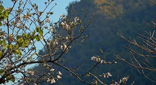 Сезон цветов баухинии на далеком Северо-западе Вьетнама ảnh 5