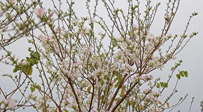 Сезон цветов баухинии на далеком Северо-западе Вьетнама ảnh 3