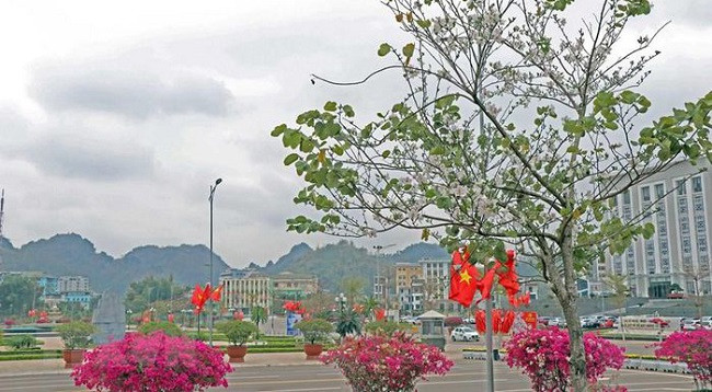 Сезон цветов баухинии на далеком Северо-западе Вьетнама ảnh 1