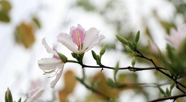 Сезон цветов баухинии на далеком Северо-западе Вьетнама ảnh 2