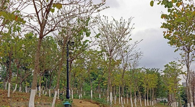 Сезон цветов баухинии на далеком Северо-западе Вьетнама ảnh 7