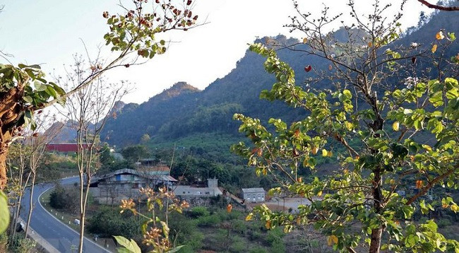 Сезон цветов баухинии на далеком Северо-западе Вьетнама ảnh 6