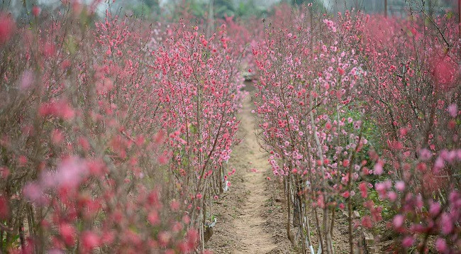 Персиковый сад Няттан ярко сияет ảnh 1 Персиковый сад Няттан ярко сияет ảnh 1