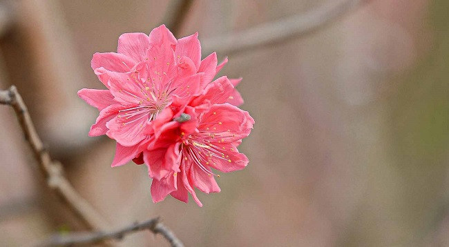 Персиковый сад Няттан ярко сияет ảnh 8 Персиковый сад Няттан ярко сияет ảnh 8