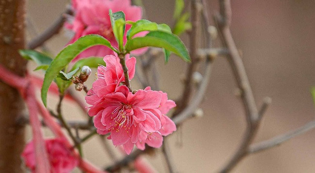 Персиковый сад Няттан ярко сияет ảnh 2 Персиковый сад Няттан ярко сияет ảnh 2