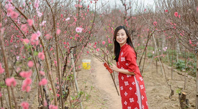 Персиковый сад Няттан ярко сияет ảnh 5 Персиковый сад Няттан ярко сияет ảnh 5