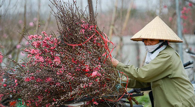 Персиковый сад Няттан ярко сияет ảnh 4 Персиковый сад Няттан ярко сияет ảnh 4