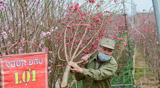 Персиковый сад Няттан ярко сияет ảnh 3 Персиковый сад Няттан ярко сияет ảnh 3