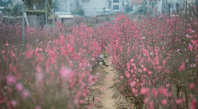 Персиковый сад Няттан ярко сияет ảnh 6 Персиковый сад Няттан ярко сияет ảnh 6