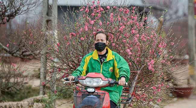 Персиковый сад Няттан ярко сияет ảnh 7 Персиковый сад Няттан ярко сияет ảnh 7