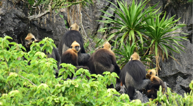 10 национальных парков во Вьетнаме, которые следует посетить ảnh 2 10 национальных парков во Вьетнаме, которые следует посетить ảnh 2