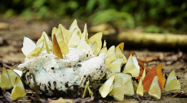 10 национальных парков во Вьетнаме, которые следует посетить ảnh 3 10 национальных парков во Вьетнаме, которые следует посетить ảnh 3